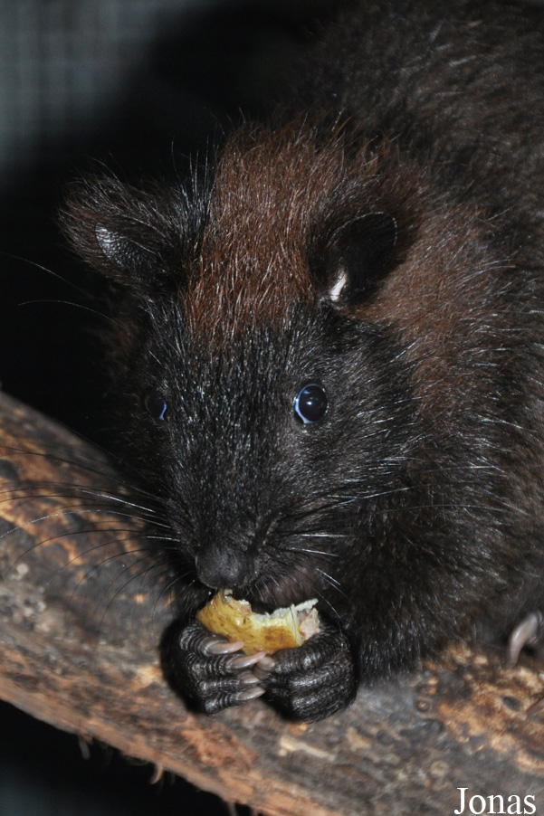 Phloeomys cumingi