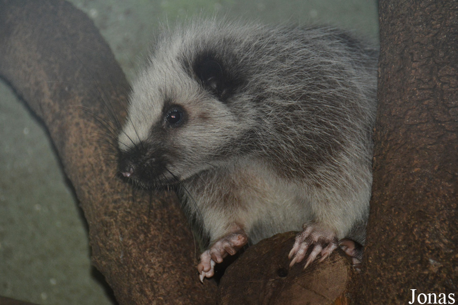 Phloeomys pallidus