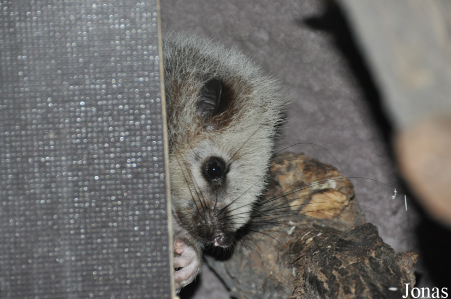 Phloeomys pallidus