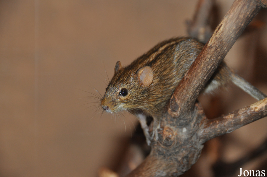 Rhabdomys dilectus