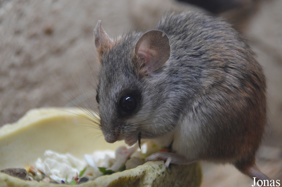 Thallomys paedulcus