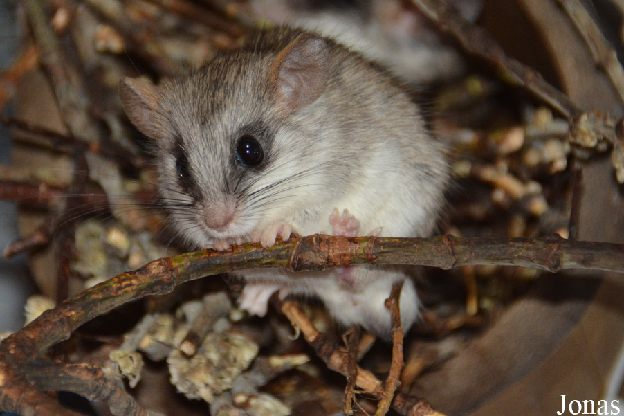 Thallomys paedulcus