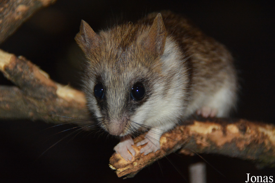 Thallomys paedulcus