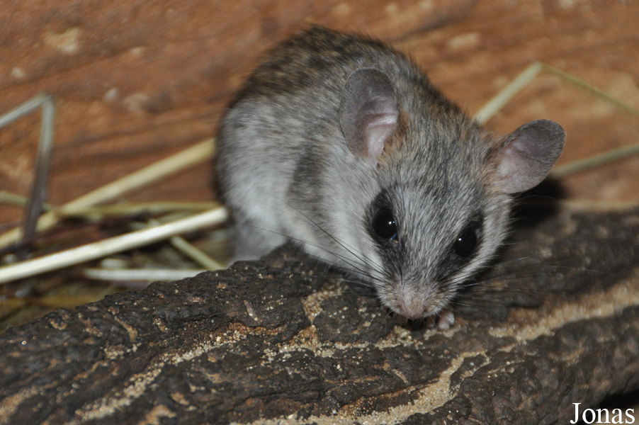 Thallomys paedulcus