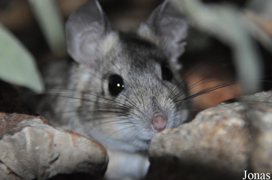 Neotoma lepida