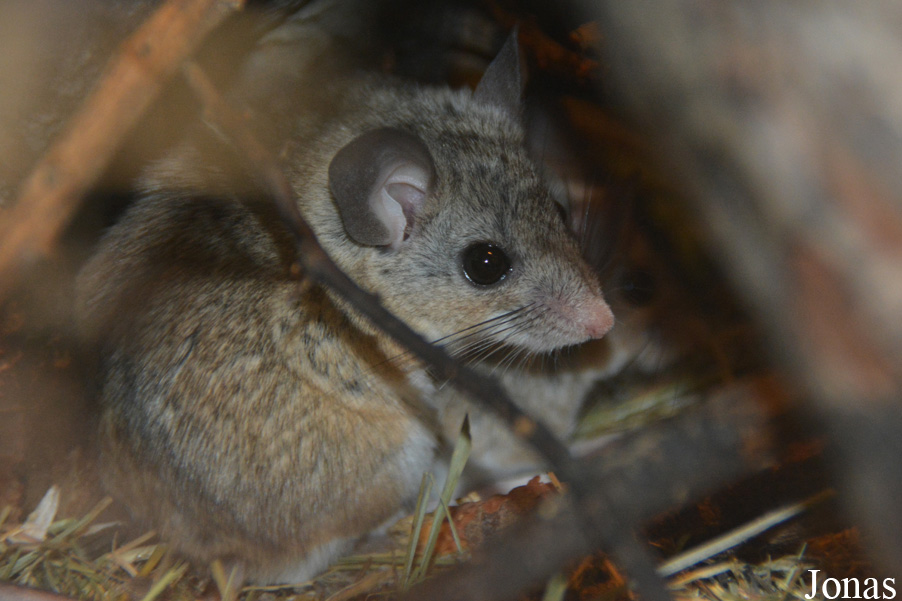 Peromyscus eremicus