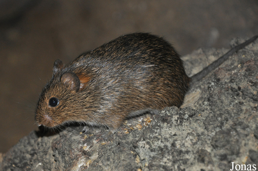 Sigmodon hispidus