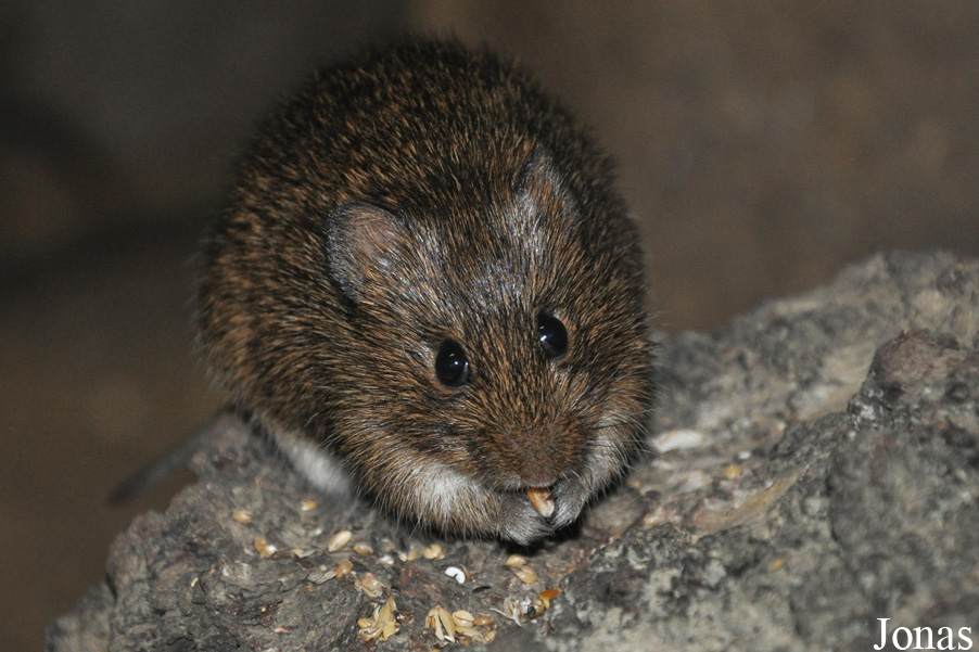 Sigmodon hispidus