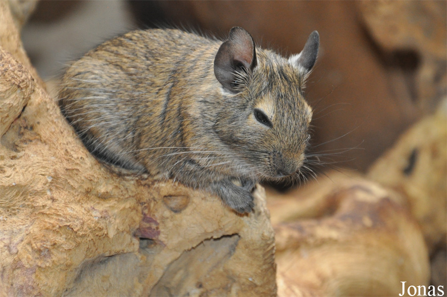 Octodon degus