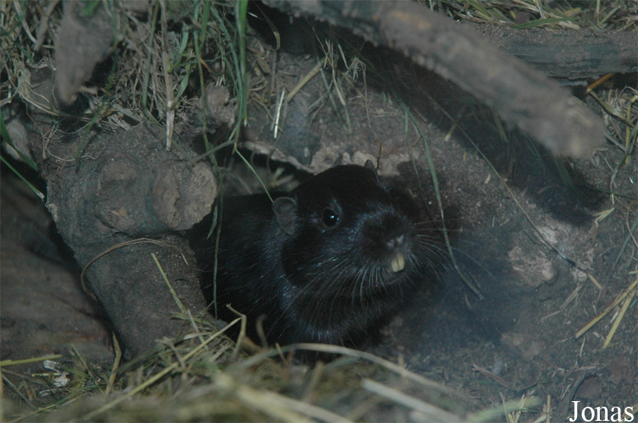 Spalacopus cyanus