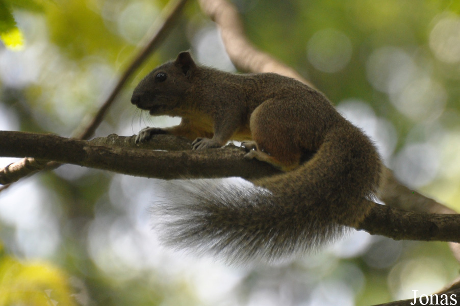 Callosciurus erythraeus / Ho Chi Minh City