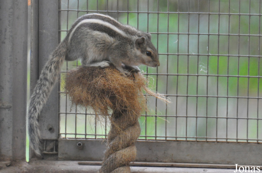 Funambulus pennantii