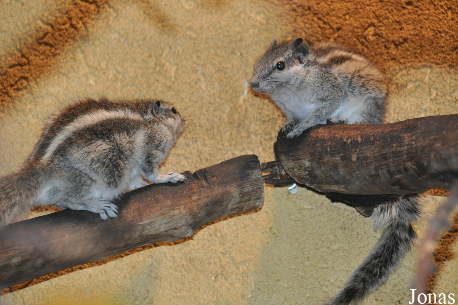 Funambulus pennantii