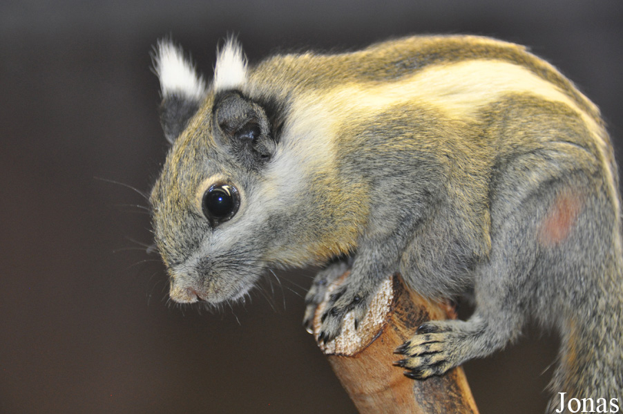 Tamiops macclellandi