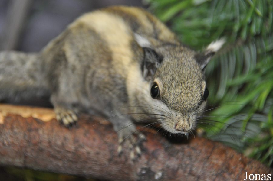 Tamiops macclellandi