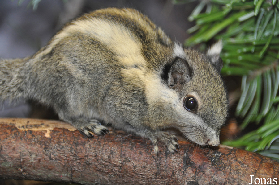 Tamiops macclellandi