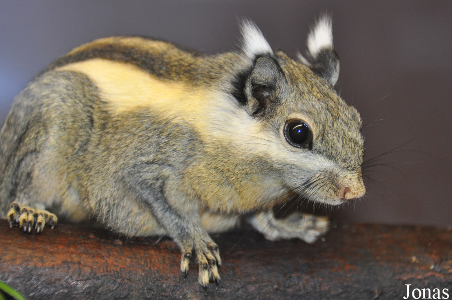 Tamiops macclellandi