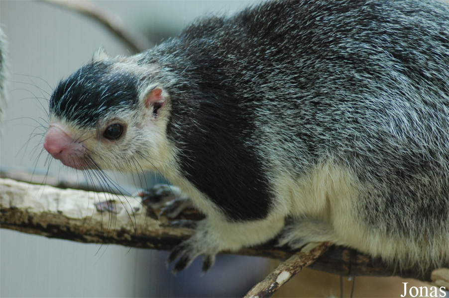 Ratufa macroura