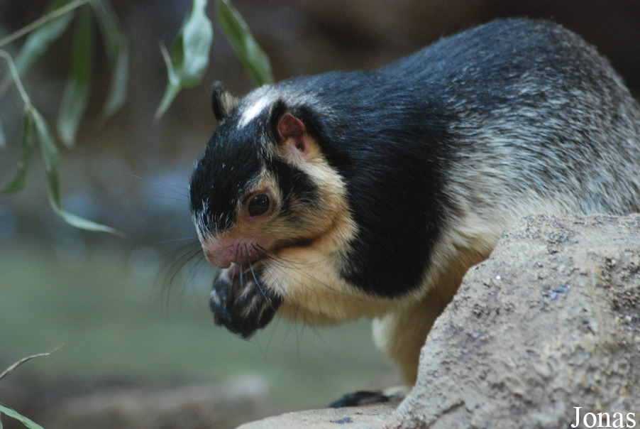 Ratufa macroura