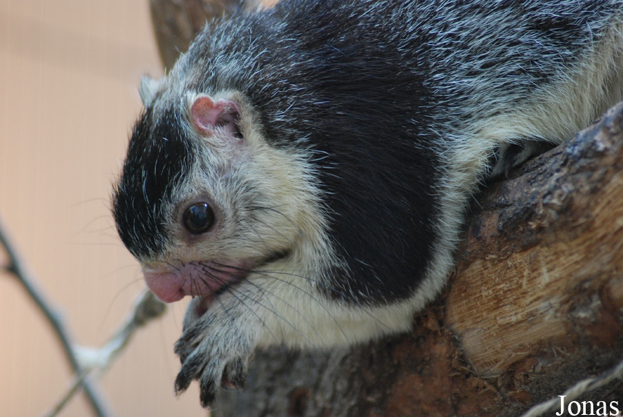 Ratufa macroura