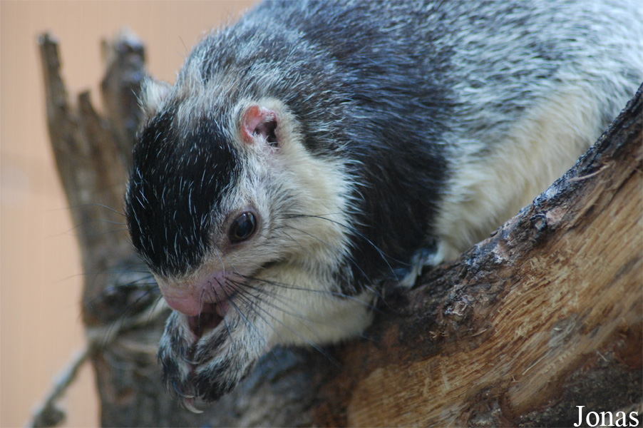 Ratufa macroura