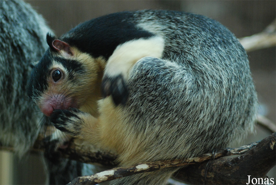 Ratufa macroura