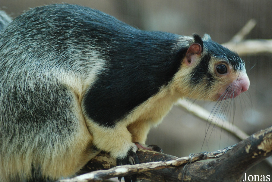 Ratufa macroura