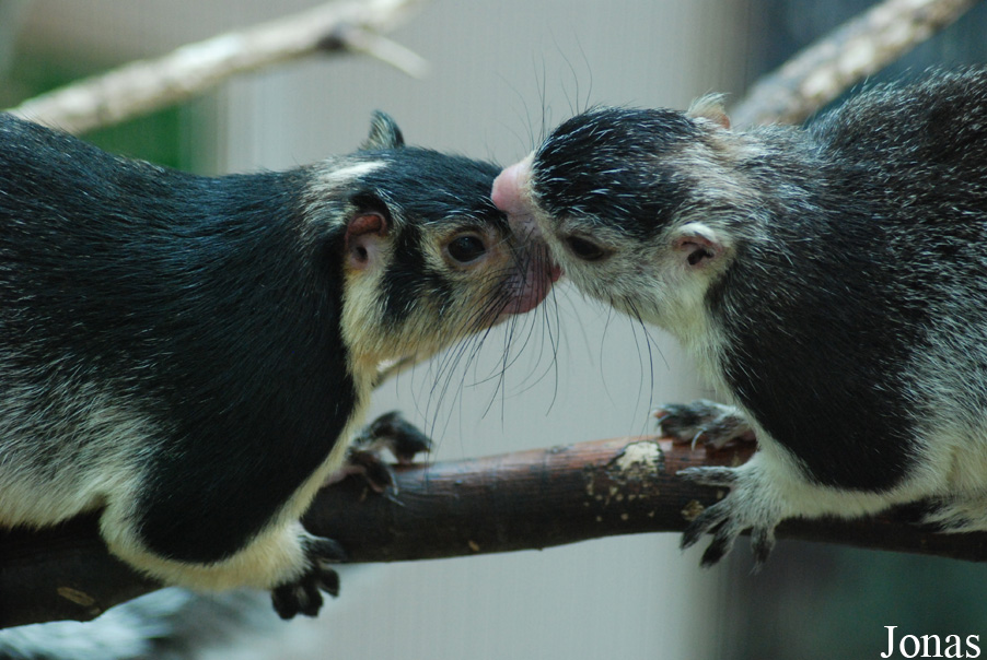 Ratufa macroura