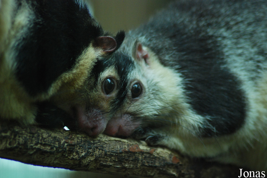 Ratufa macroura