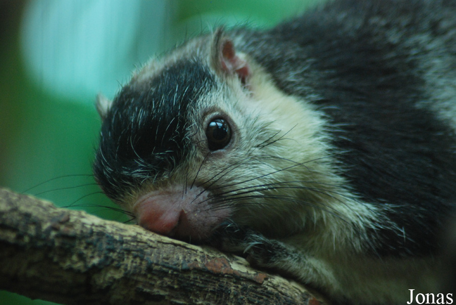 Ratufa macroura