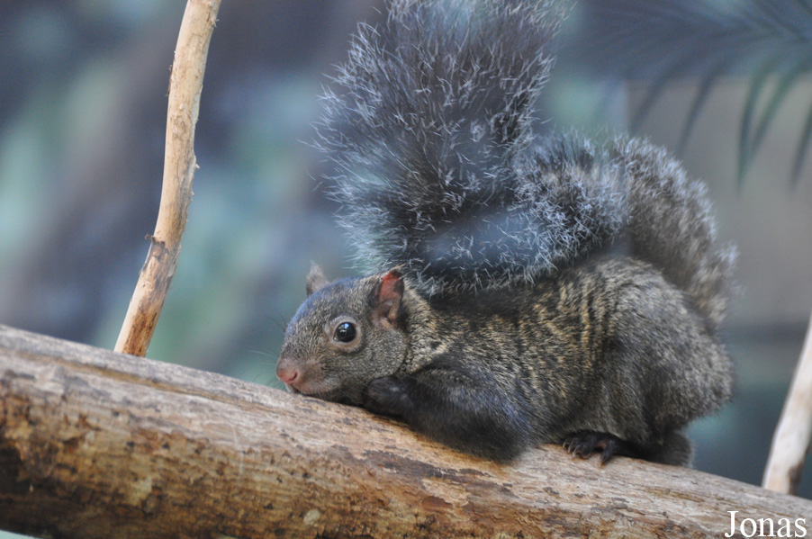 Sciurus yucatanensis