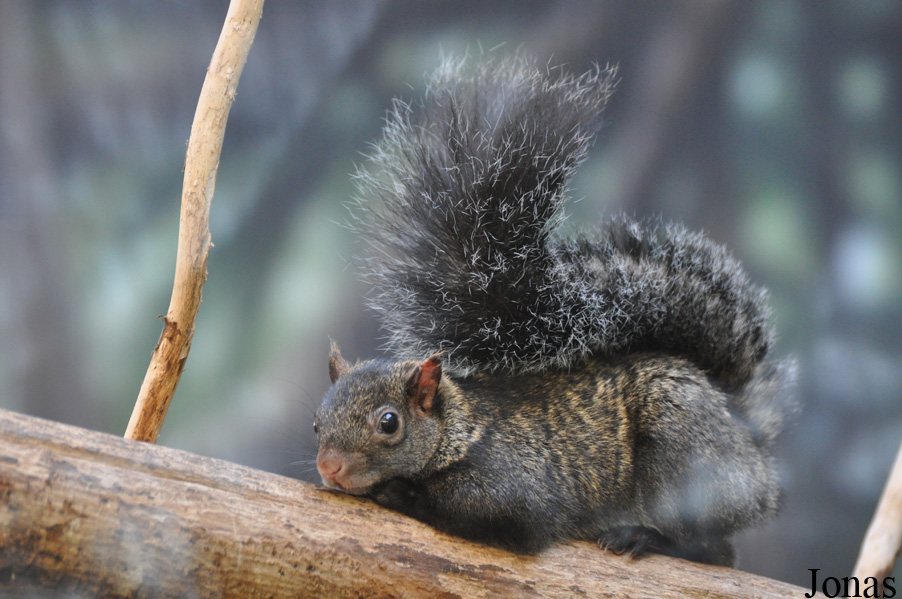 Sciurus yucatanensis