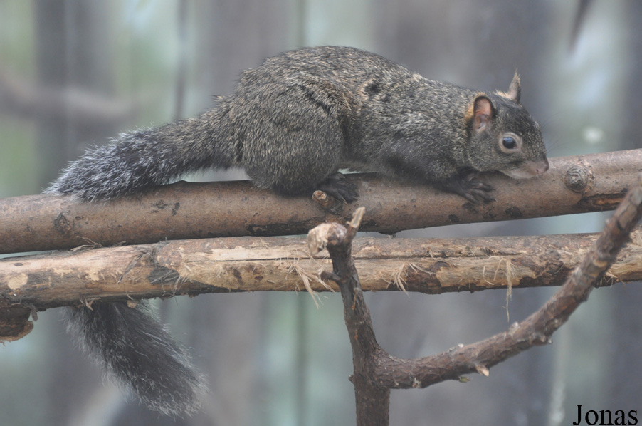 Sciurus yucatanensis