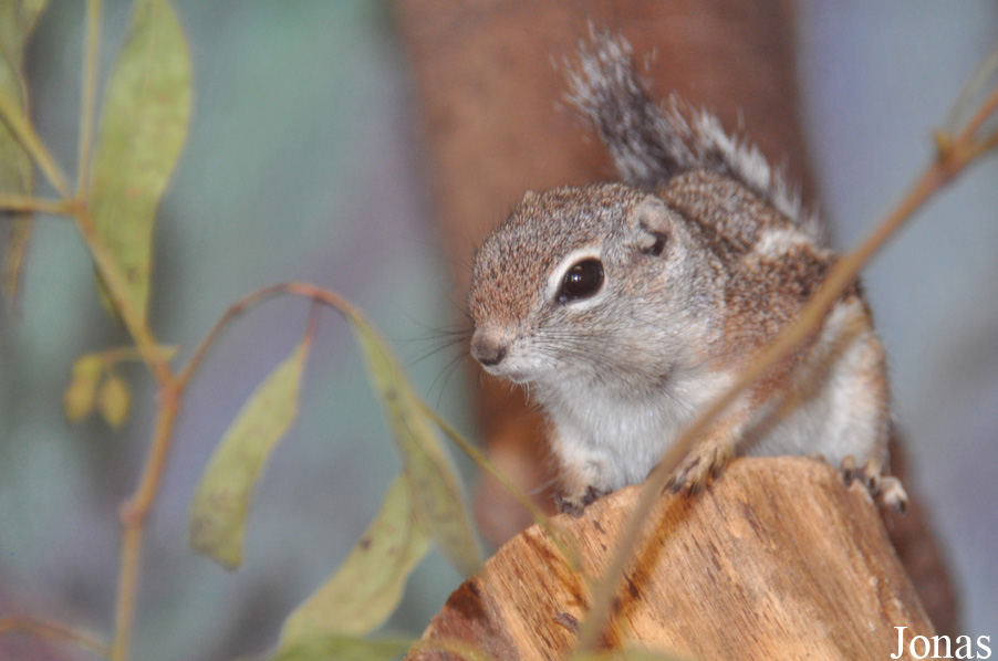 Ammospermophilus harrisii