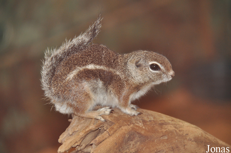 Ammospermophilus harrisii