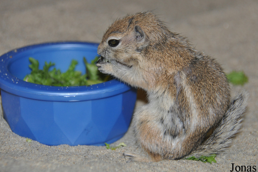 Ammospermophilus leucurus