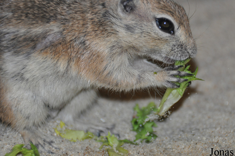 Ammospermophilus leucurus