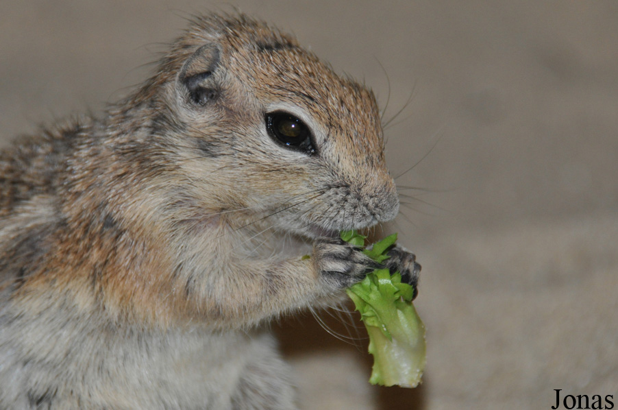 Ammospermophilus leucurus