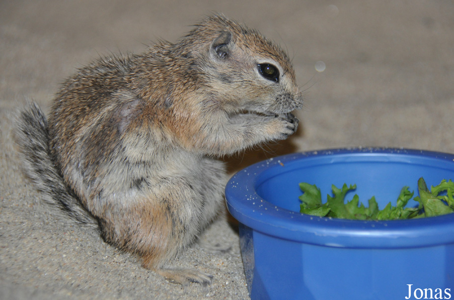 Ammospermophilus leucurus