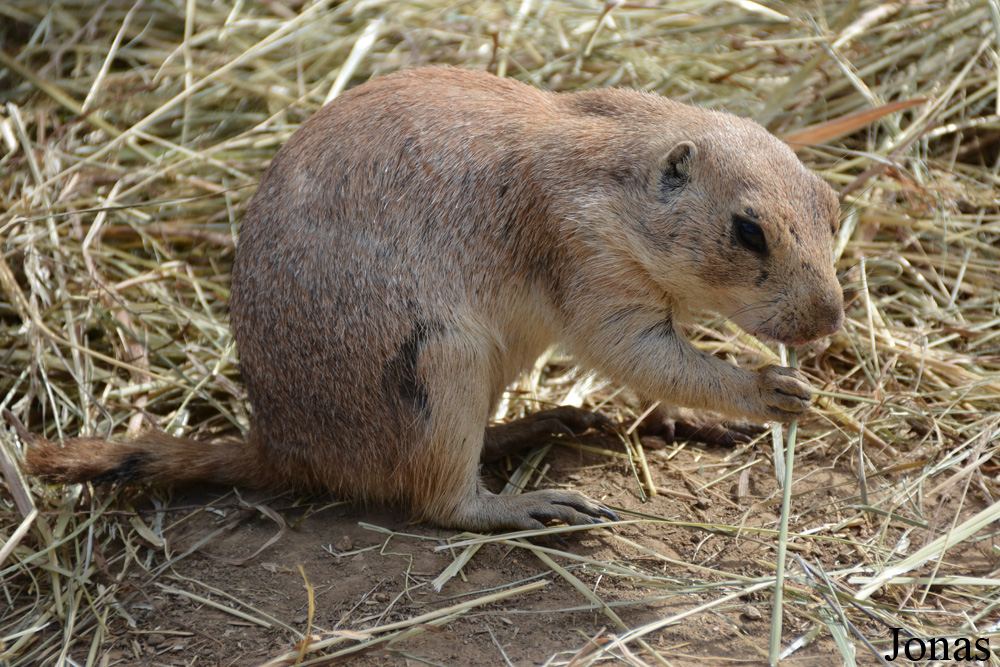 Cynomys ludovicianus