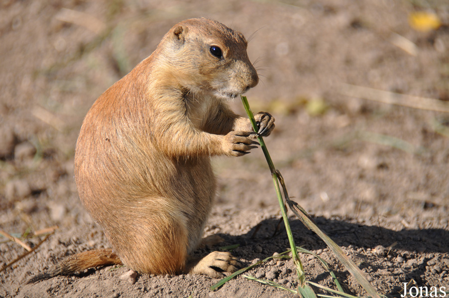 Cynomys ludovicianus