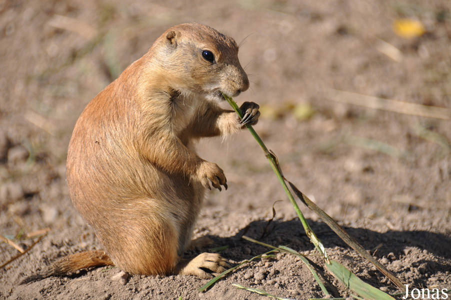 Cynomys ludovicianus