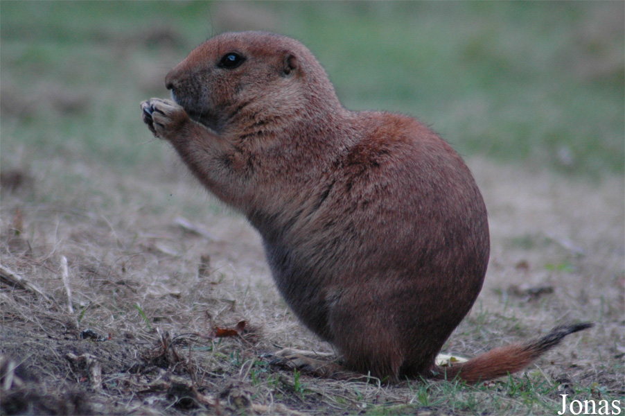 Cynomys ludovicianus