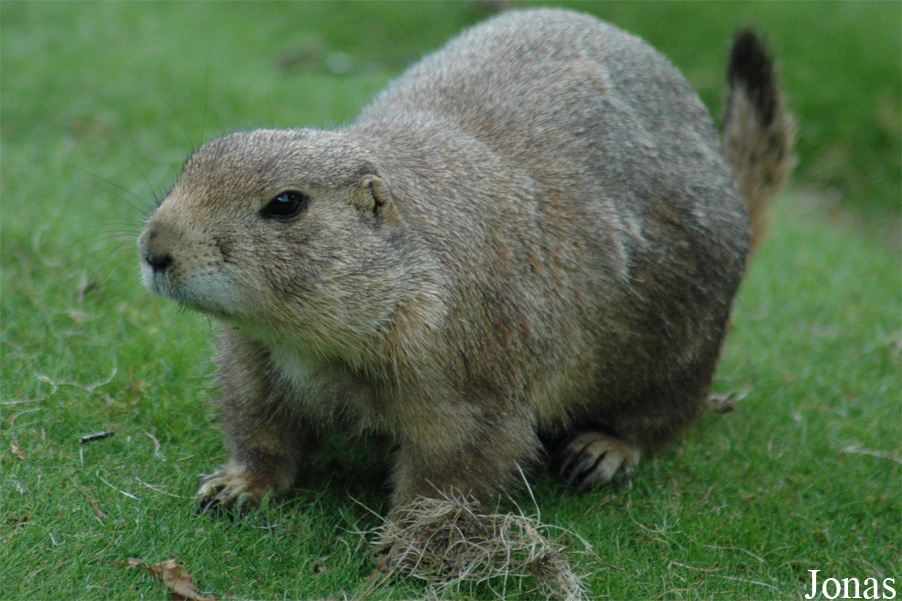 Cynomys ludovicianus