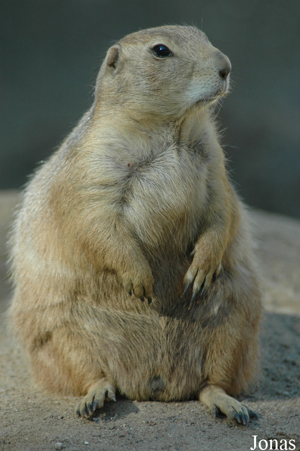 Cynomys ludovicianus