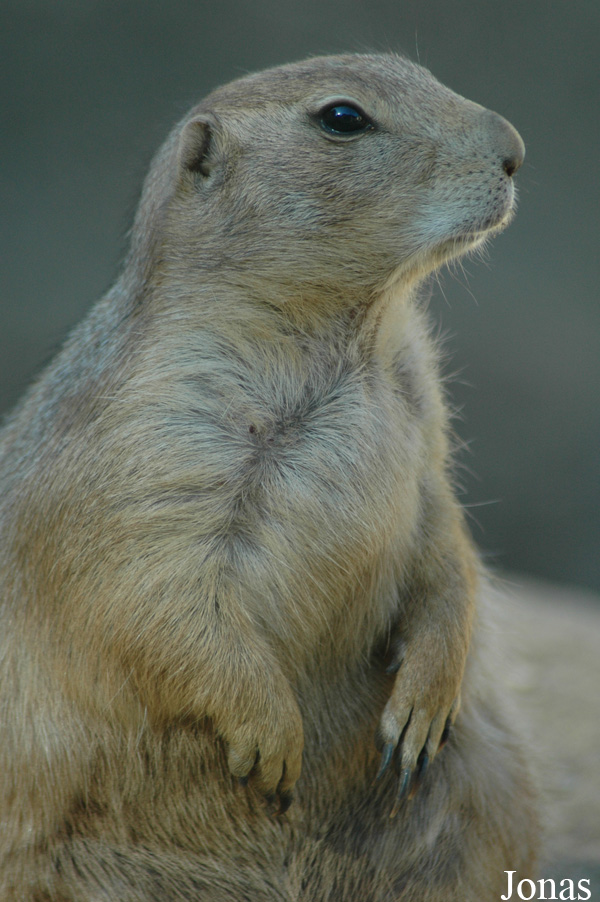 Cynomys ludovicianus