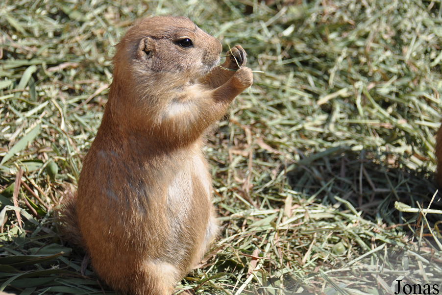 Cynomys ludovicianus