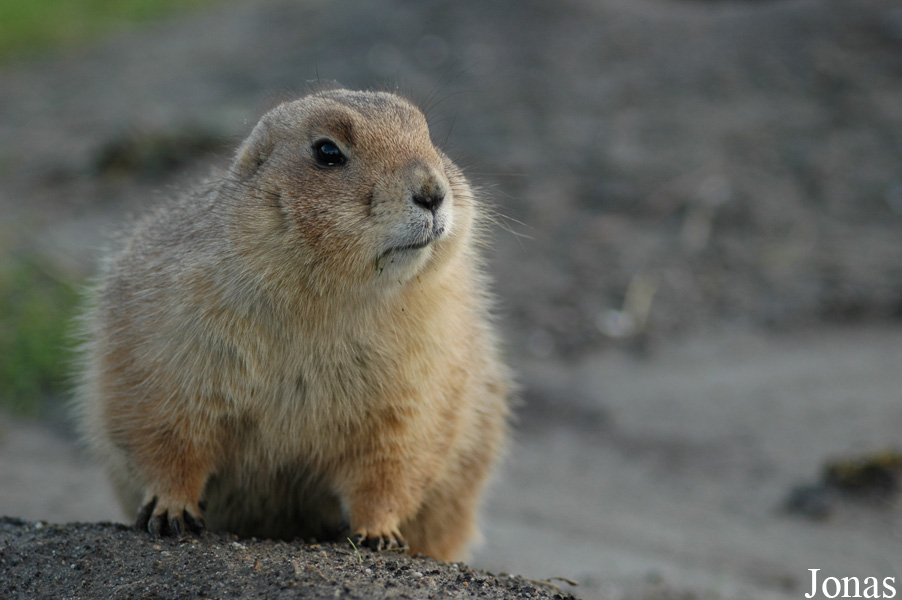 Cynomys ludovicianus