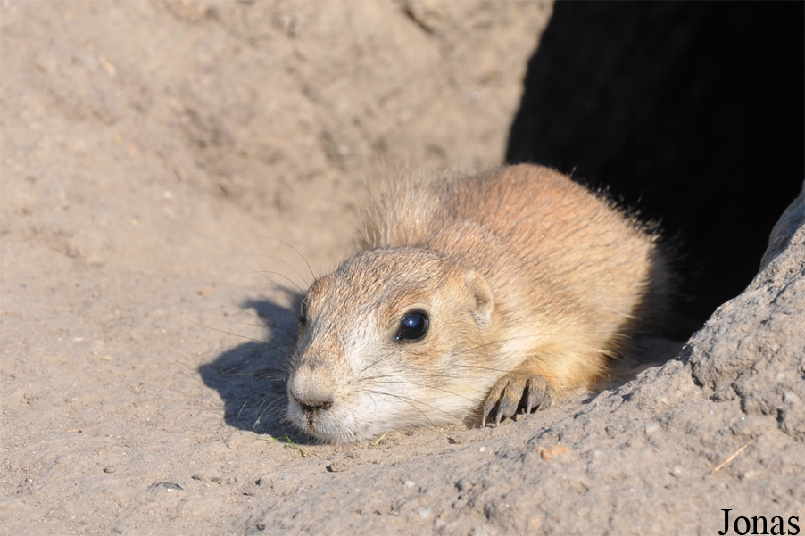 Cynomys ludovicianus