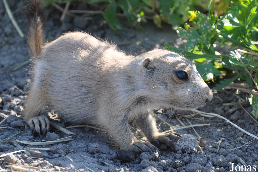 Cynomys ludovicianus